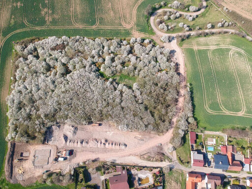 Vue verticale par drone : le verger en fleurs, au sud la bande de terrain viabilisée et le chemin d'accès, à droite les premières maisons du village